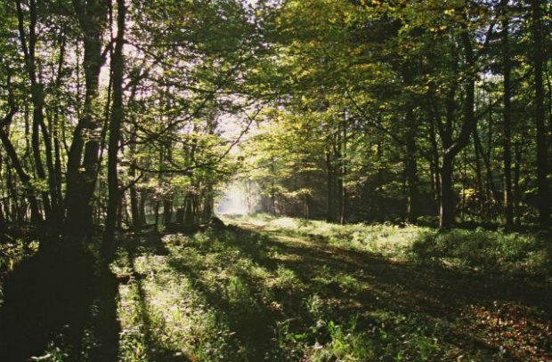 Photo of the sun shining through a glade of trees