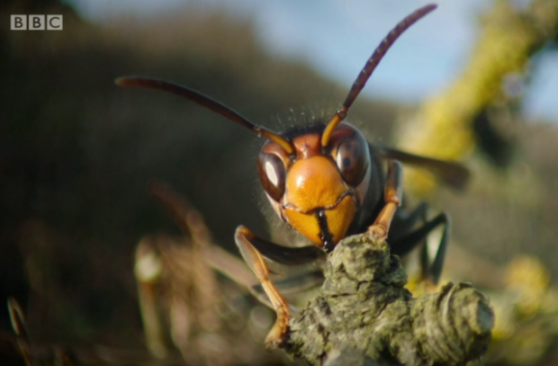 Close-up of an Asian hornet's face