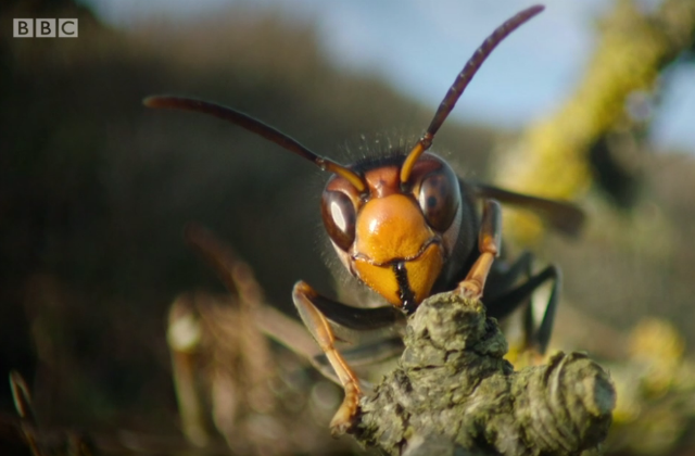 Close-up of an Asian hornet's face