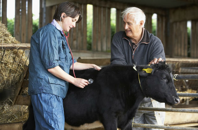 Photo of a vet listening to a cow's heart whilst a farmer holds the cow.