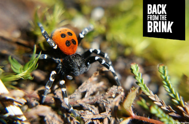 A photo of a Ladybird Spider