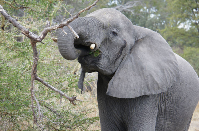 Elephant in field