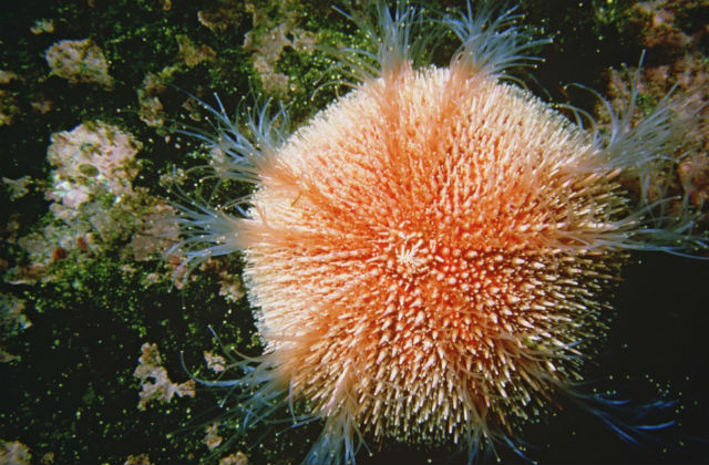 A picture of a sea urchin