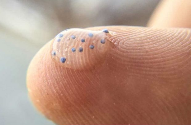 A close up image of a finger which has a blob of gel containing microbeads on it.