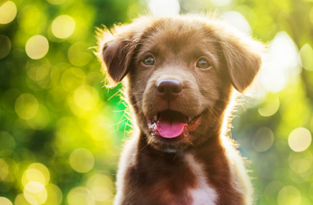 Portrait of brown cute Labrador retriever puppy with sunset bokeh abstract background