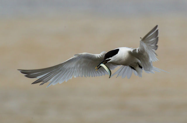 An image of a Sandwich tern eating a fish in mid-flight