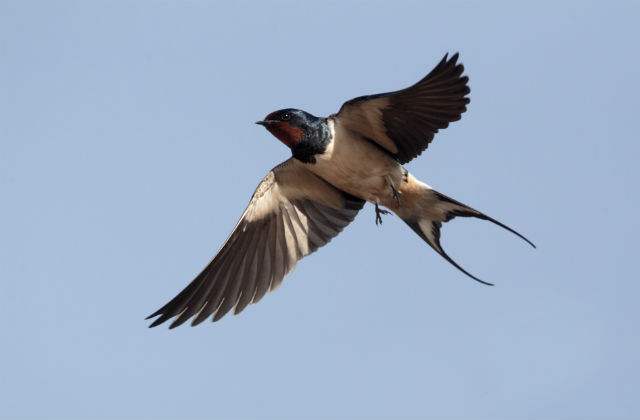 An image of a swallow in mid flight