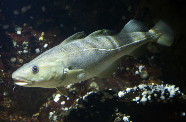 An Atlantic cod swimming