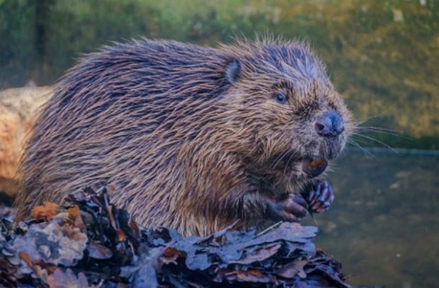 An image of a beaver in the wild
