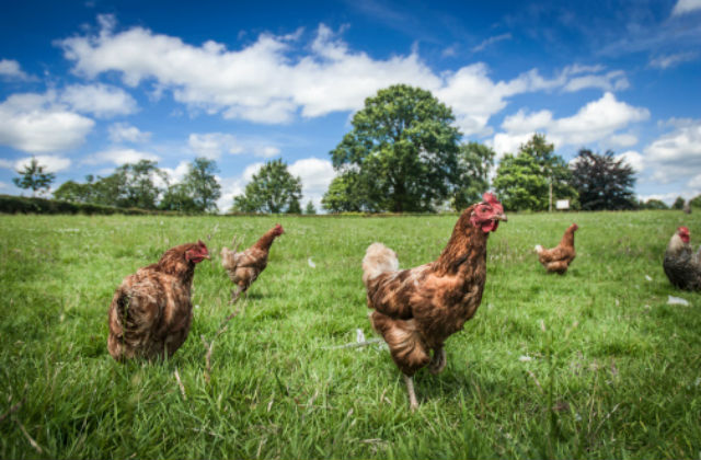 This is a photo of chickens in a field