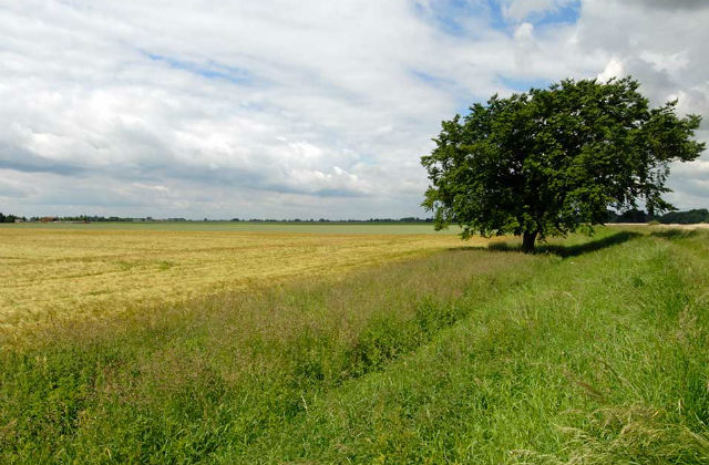 An image of green farm land on a summer's day