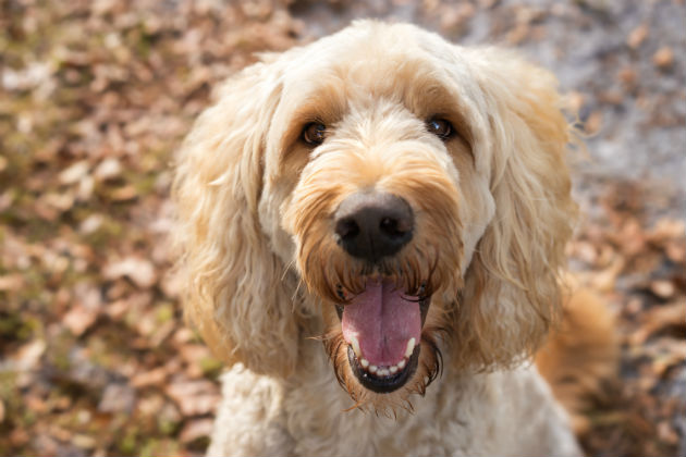 Picture of a dog (copyright: thinkstock)