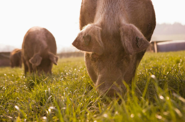 An image of two pigs grazing in a field