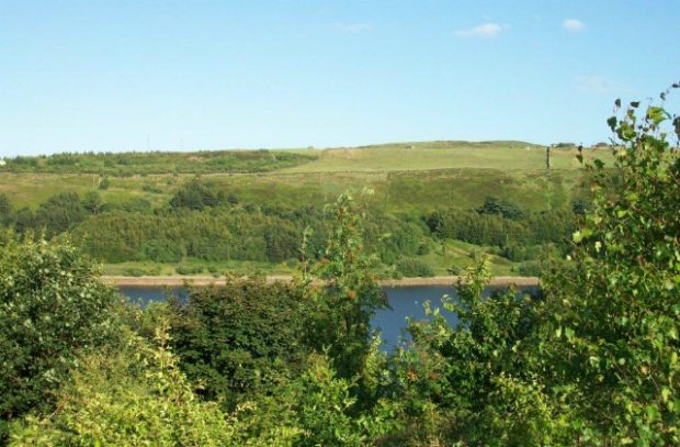 A picture of forested landscape. 