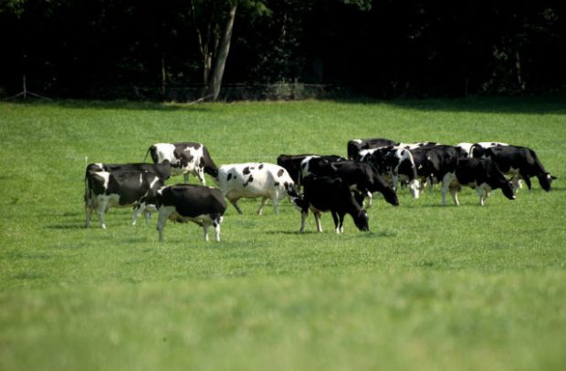 Cattle on a farm