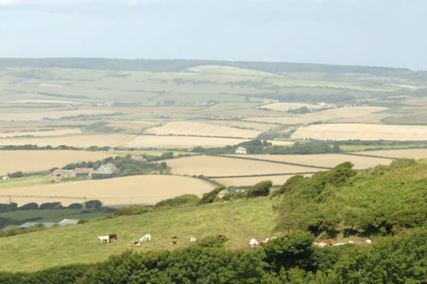 An image of farm land and corn fields with cattle in another field