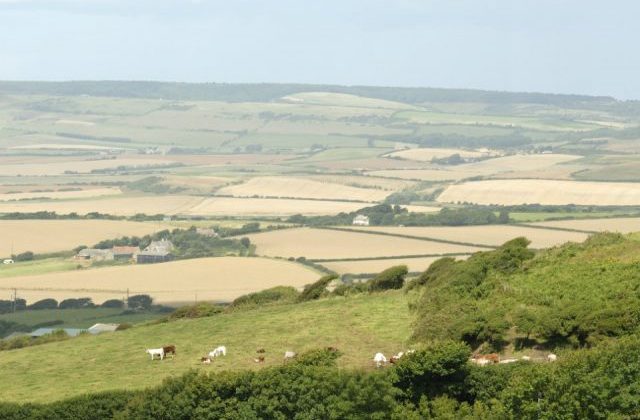 An image of farm land and corn fields with cattle in another field