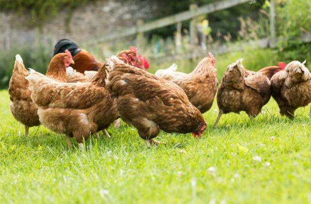 chickens on a lawn