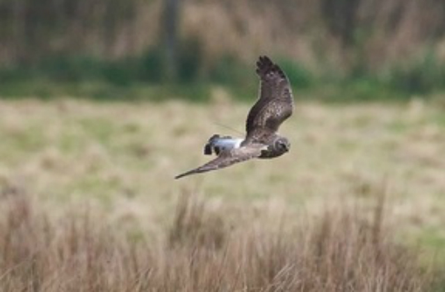 Hen harrier flying over landscape.