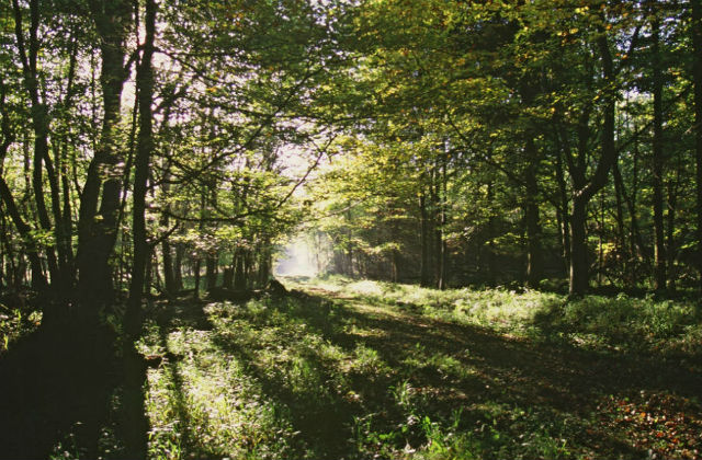 Trees in a forest