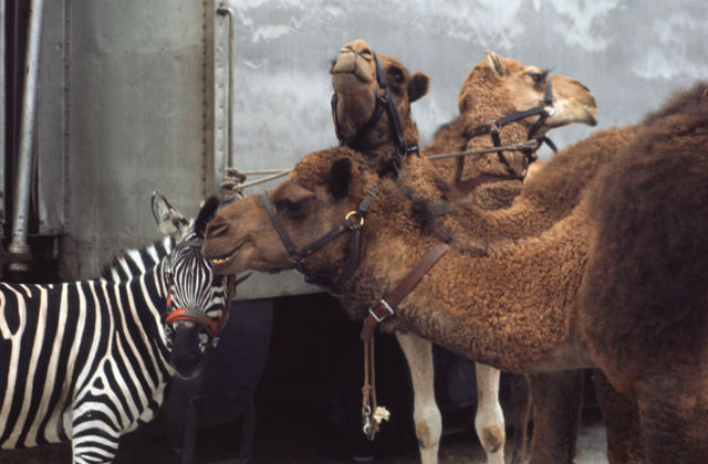 An image of zebras and camels 