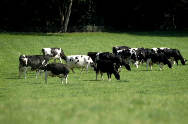 Cattle grazing on grass