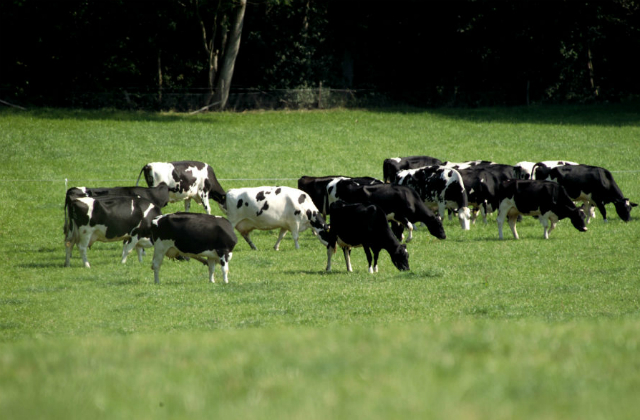 Image of black and white cows grazing in a field of grass.