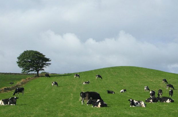 A herd of cows stand and sit in a field. A single tree stands in the background
