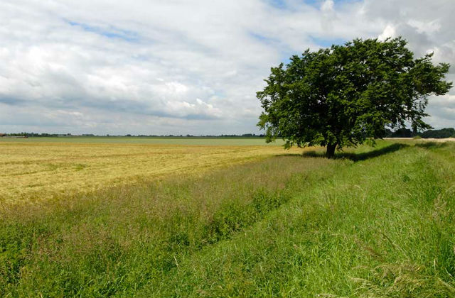 Image of a green field with a tree in the background and blue skies above.