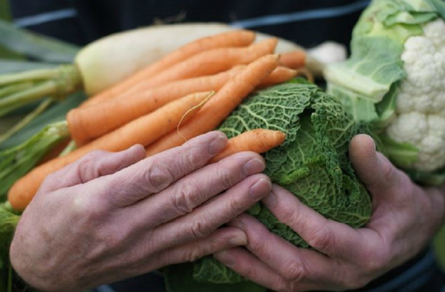 A close up image of hands holding carrots and cabbages.