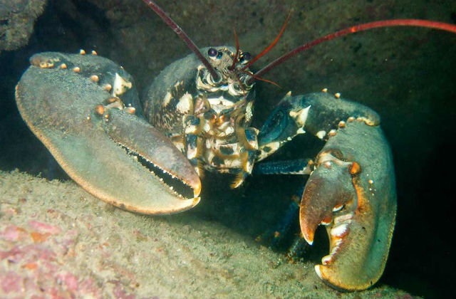Photo of lobster