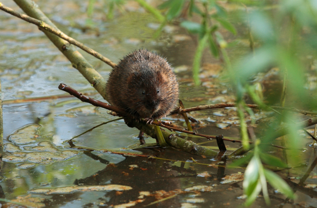 Image of a watervole