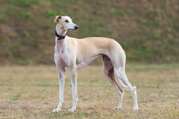 A greyhound in a green field.