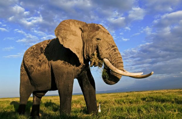An elephant standing against a blue sky backdrop.
