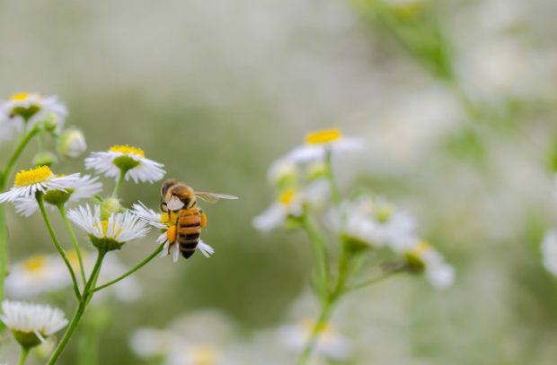 Image of a Bee