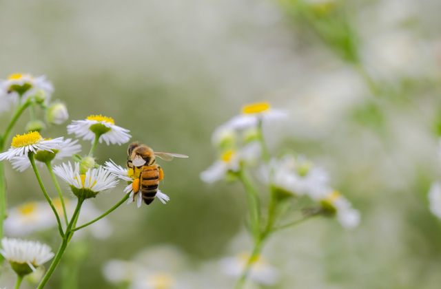 Image of a Bee 