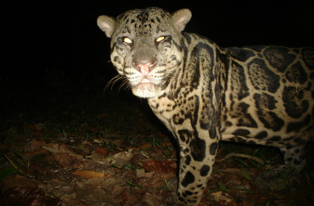 Clouded Leopard 