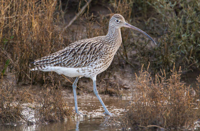 Curlew