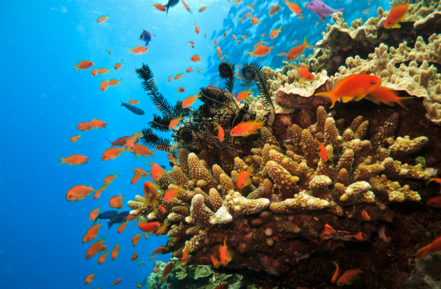 Coral reef environment