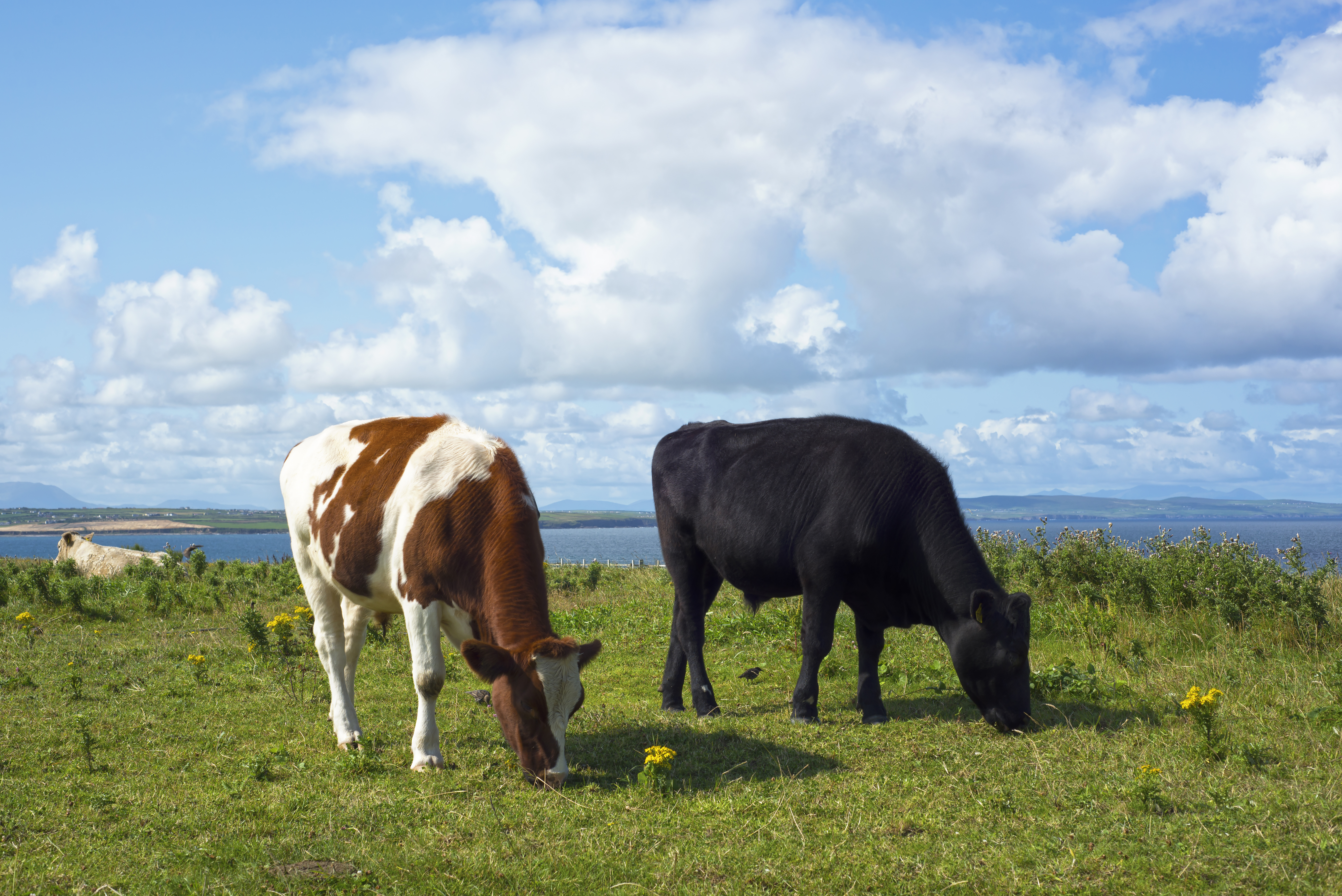 Image of two cows grazing on grass against a backdrop of a blue sky with clouds.