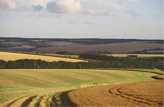 Fields and crop trees fill the picture, from the foreground to the horizon.