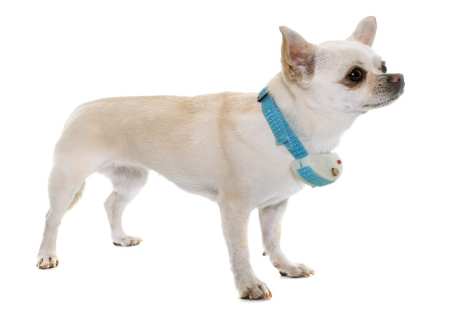 A dog with an an e-collar attached