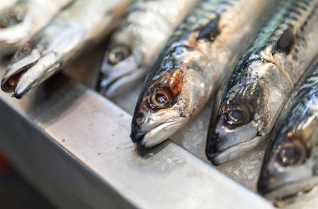 A close up image of fish heads. 