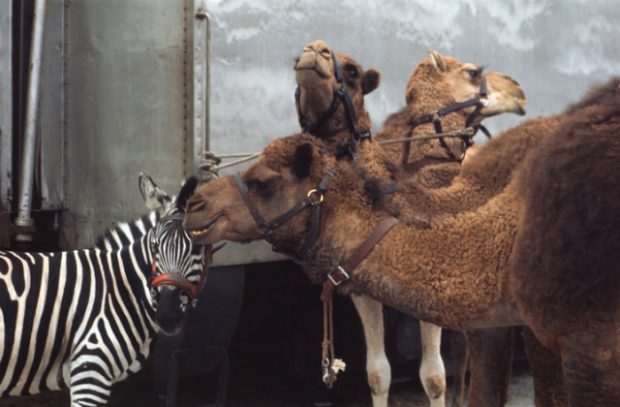 Camels and a zebra