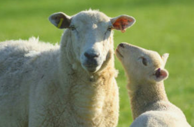 Sheep on a field