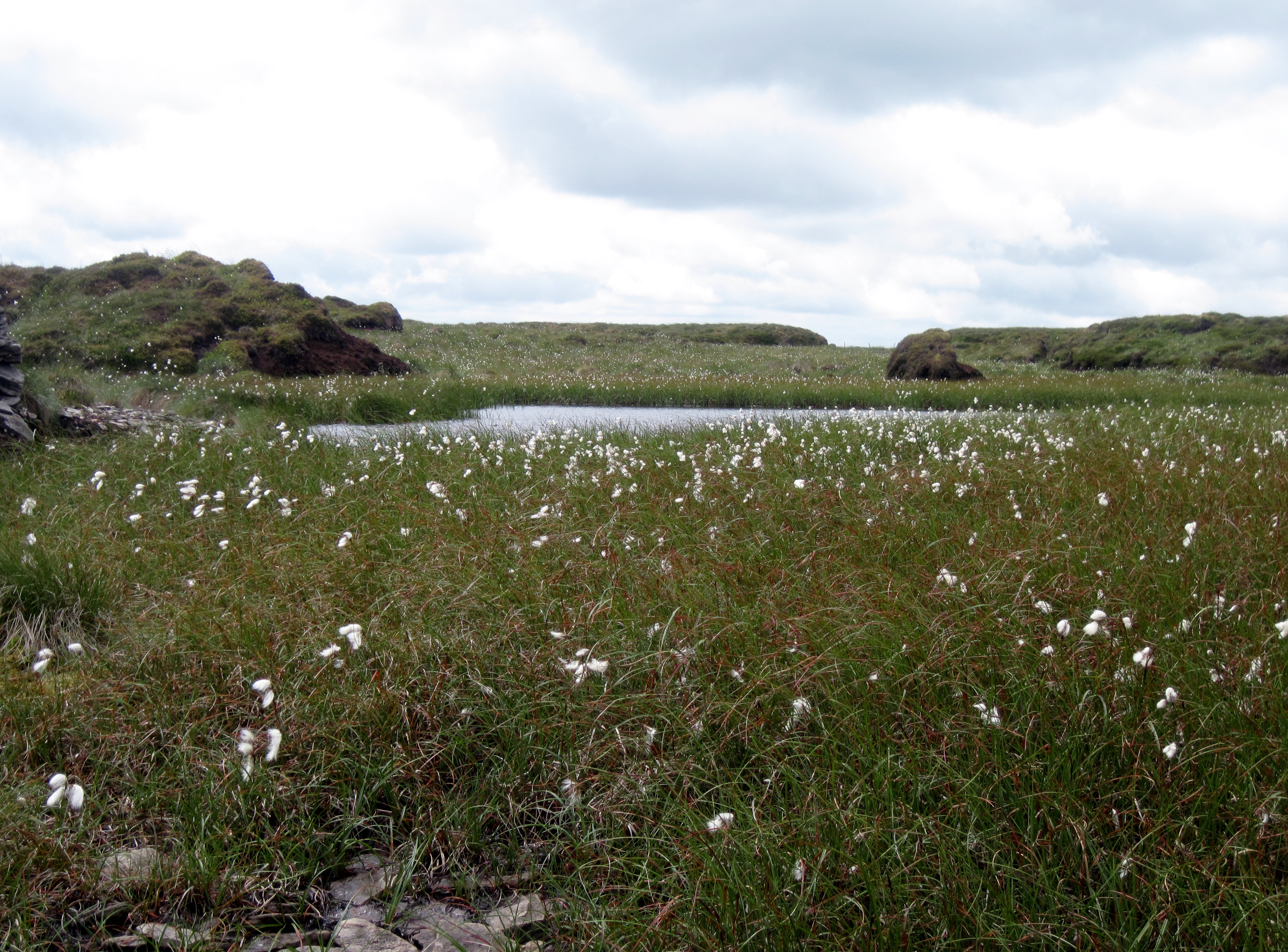 A picture of Mossdale a peat bog in the Yorkshire Dales