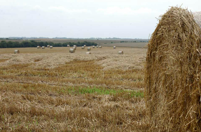 Large round bales of straw in a field 