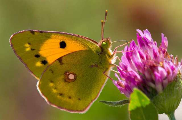 Butterfly population statistics, Clean Air Day 2018 and Lord Gardiner ...