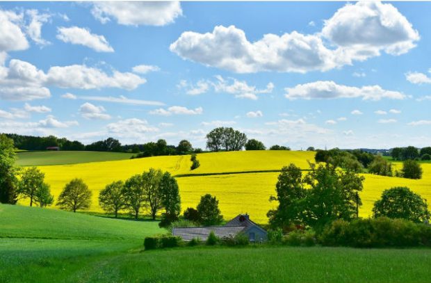 A green and yellow field.