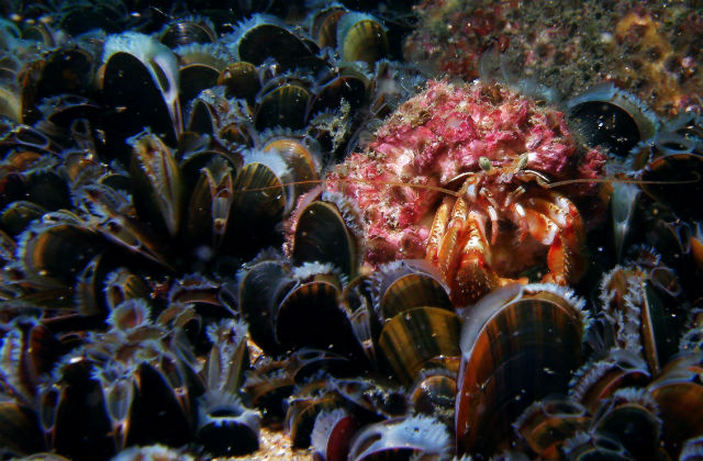 Hermit crab amongst blue mussell beds